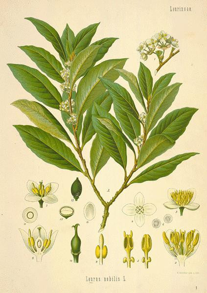 Essential Oil Blend Stimulating (Black Pepper Cardamom Bay Laurel)-3