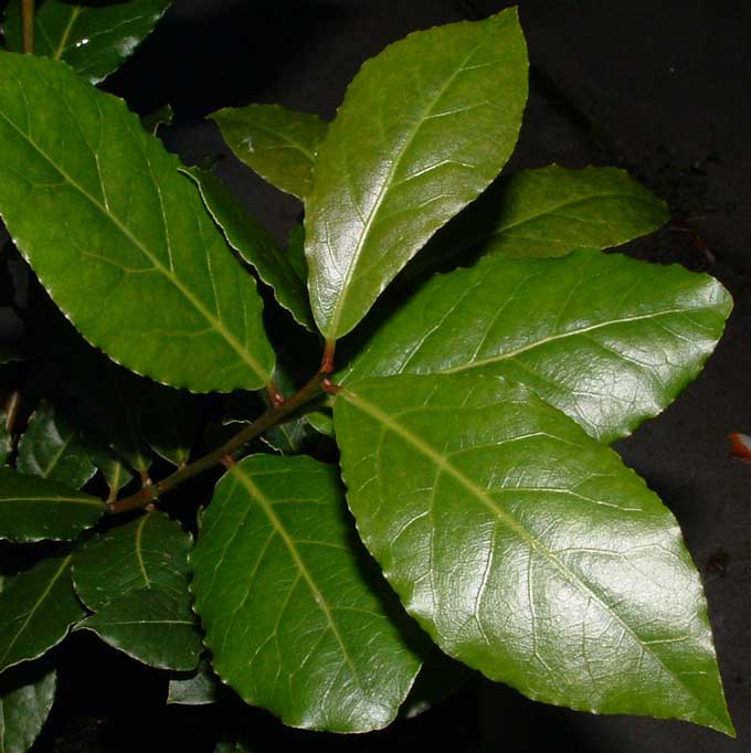 Essential Oil - Bay Laurel-2