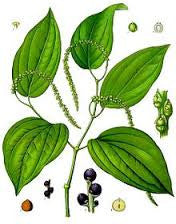 Essential Oil Blend Stimulating (Black Pepper Cardamom Bay Laurel)-1