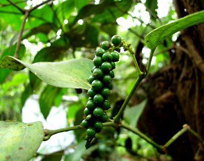 Essential Oil - Black Pepper-1
