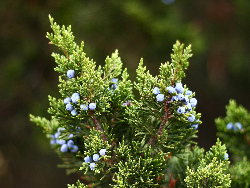 Essential Oil - Juniper-3