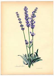 Essential Oil Blend Uplifting (Lavender Citrus)-1
