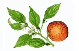 Essential Oil Blend Uplifting (Lavender Citrus)-2