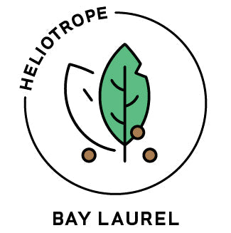 Essential Oil - Bay Laurel-0