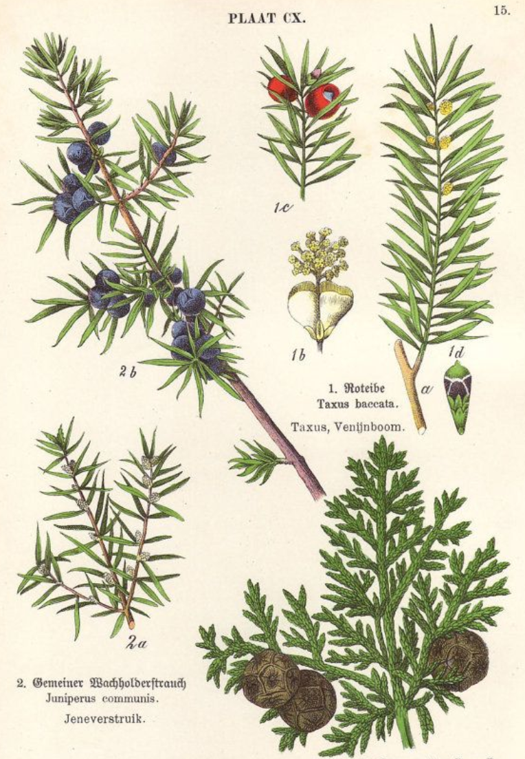 Essential Oil - Juniper-2
